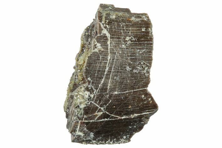 Theropod Dinosaur Tooth Fragment - Colorado #286532